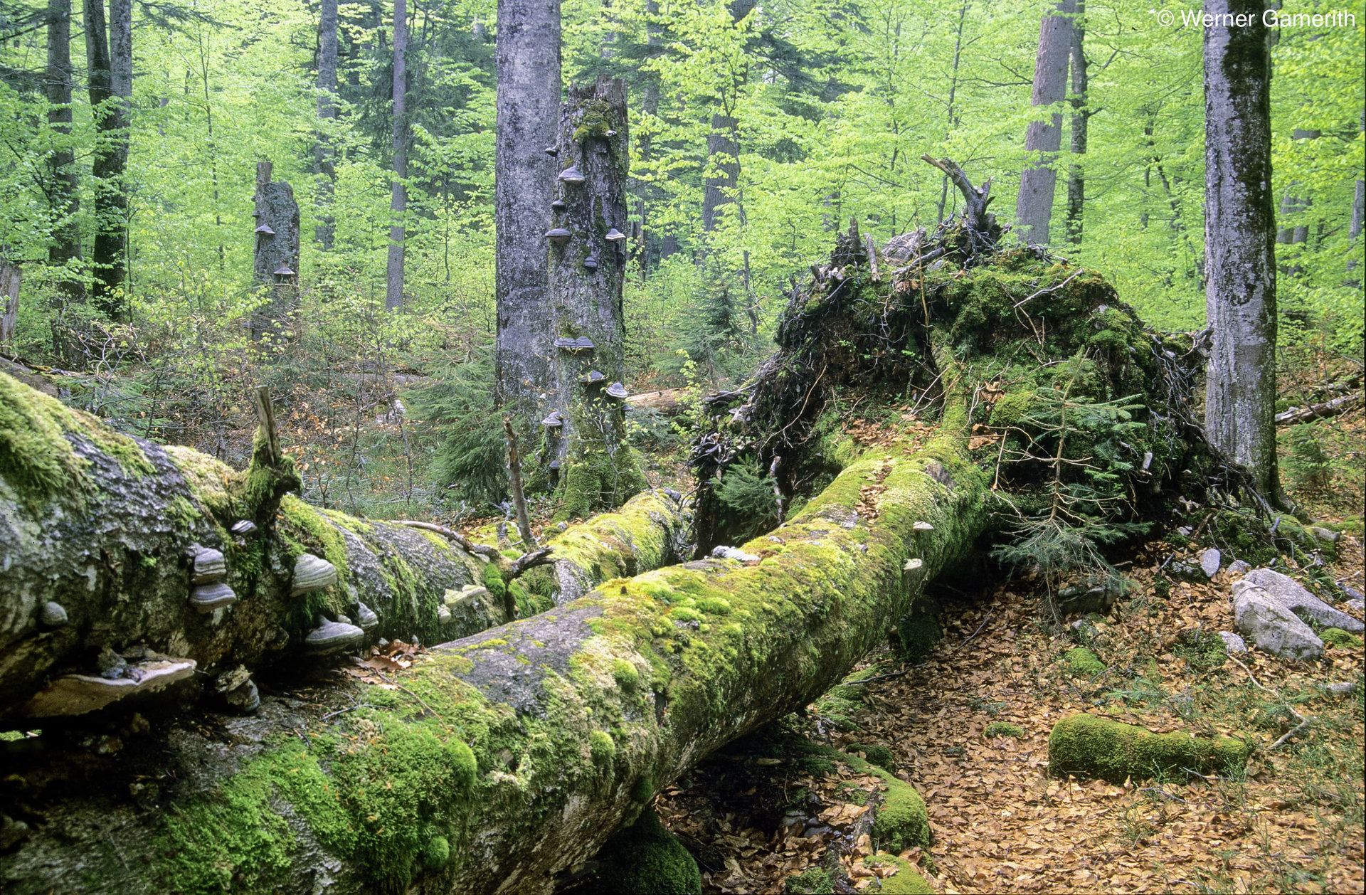 Vom Menschen unberührt: Urwald Rothwald