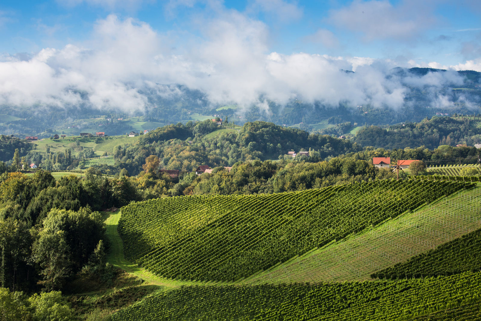 Weinberge an der Steirischen Weinstrasse