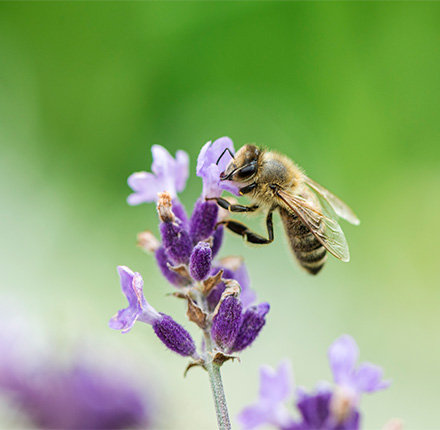 Biene, die auf einer lilafarbigen Blume sitzt