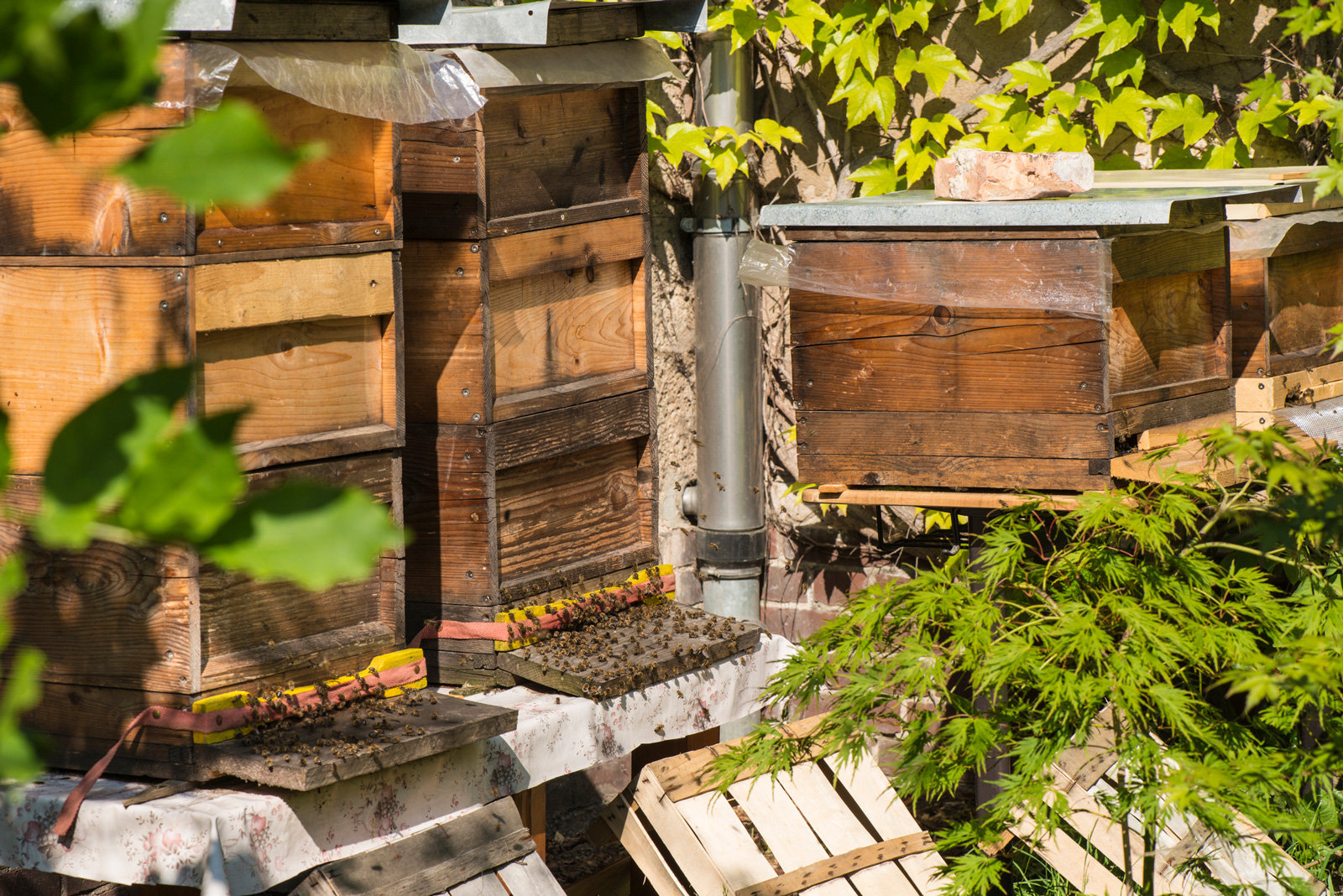 493283397 Bienen in den Bienenstöcken im Garten
