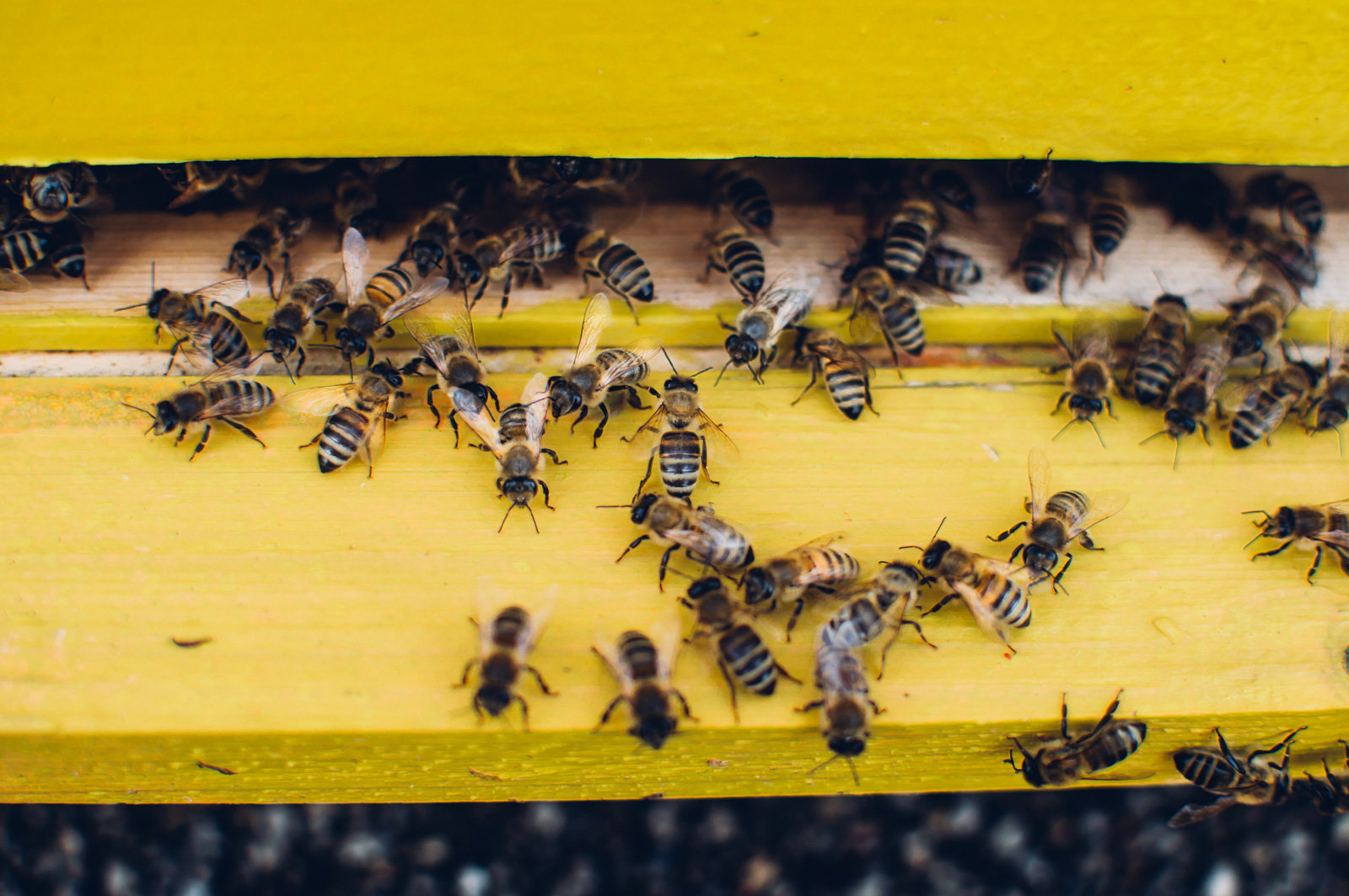 689353302 Bienen verlassen den Stock